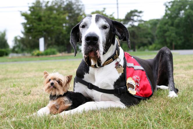 A mutation is rewriting the history of dog size