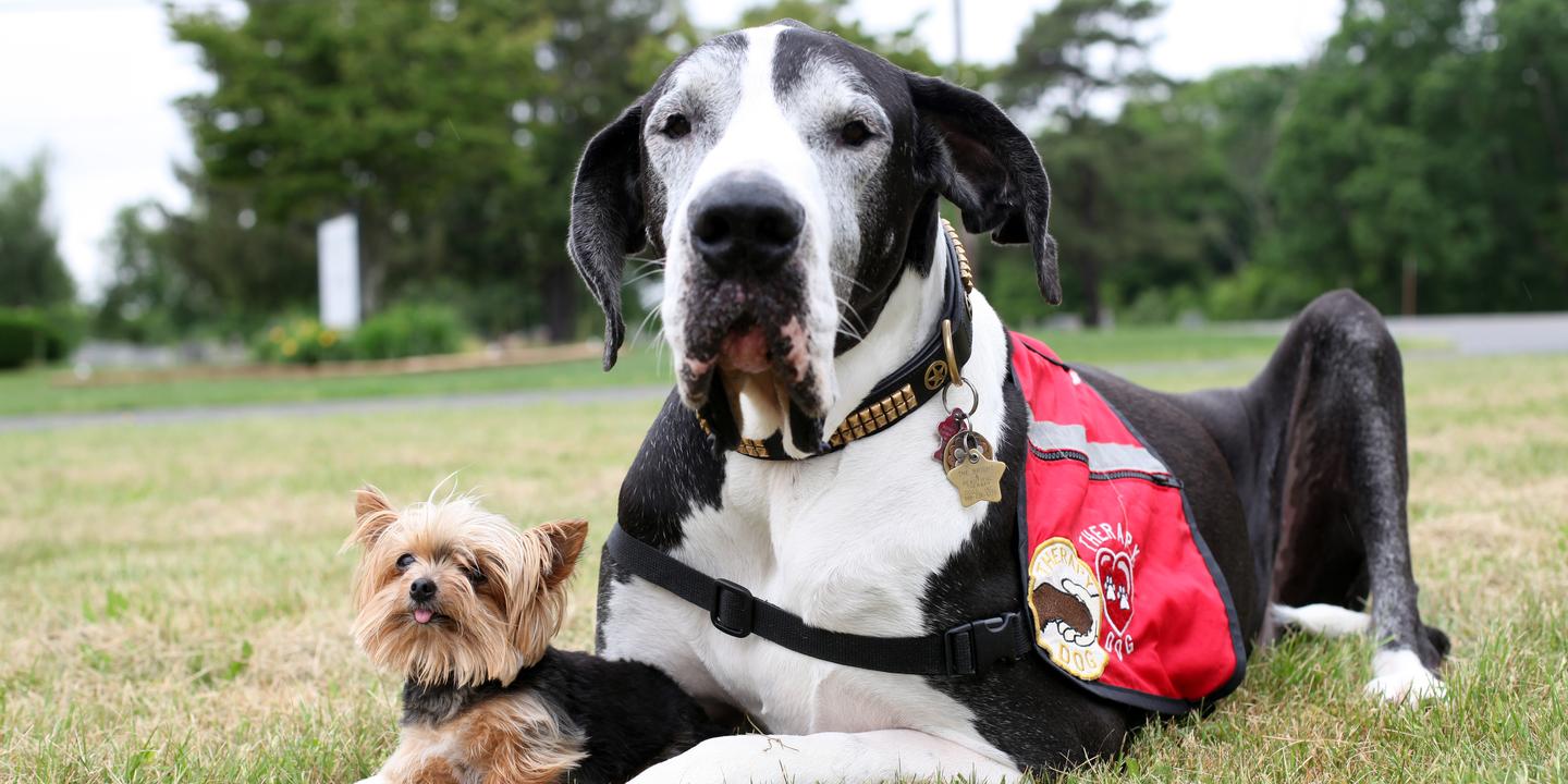 Creations capital dog harness hot sale