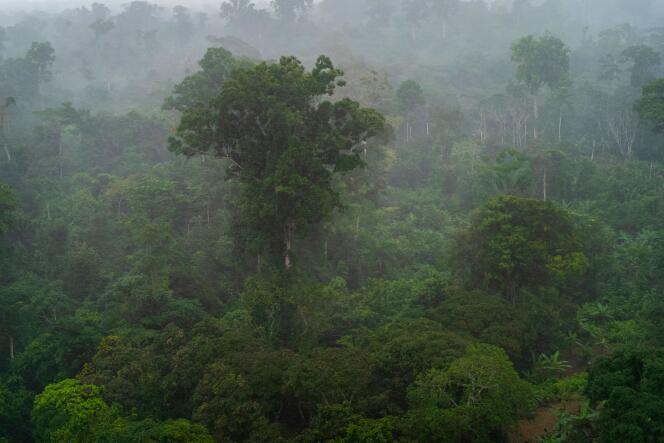 The forest of Lopé National Park, Gabon.