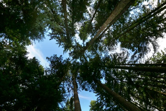 L’exemple le plus connu de compensation carbone passe par le soutien de projets forestiers (ici, sur un terrain privé près du Mount Rainier National Park, aux Etats-Unis). 