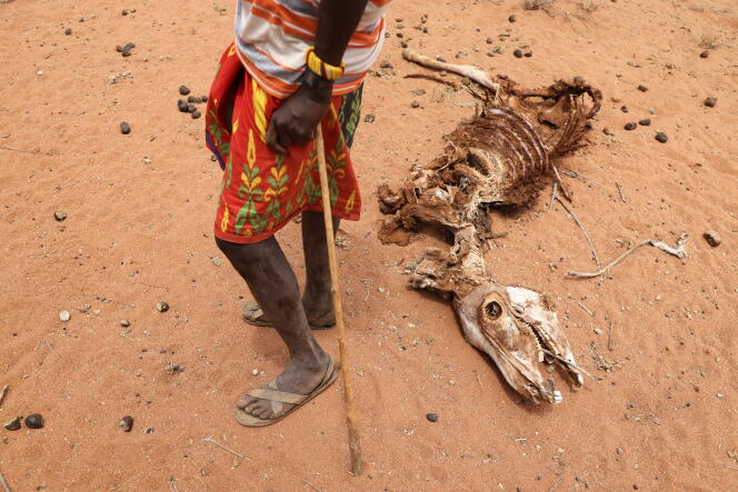 Un éleveur à côté de la carcasse de son âne mort à cause de la sécheresse, près de la ville de Kargi, au Kenya, en octobre 2021.