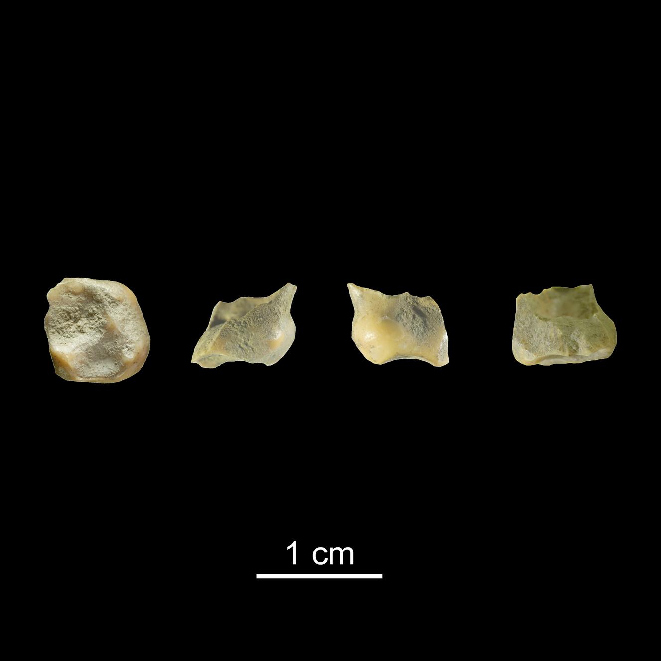 Vue sous plusieurs angles, la dent en haut de l’image est celle d’un « homo sapiens » d’il y a 54 000 ans. Cet enfant était âgé de 2 à 6 ans.