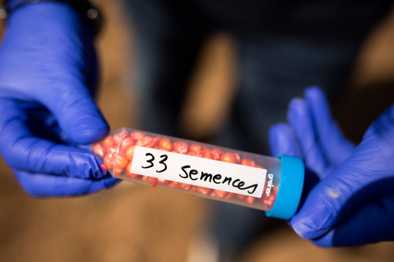 Yannick Lecluse, le technicien de recherche, prélève des échantillons de semences sur le site de la ferme de Jean-Baptiste Lefoulon, à Lingèvres (Calvados), en mai 2021.