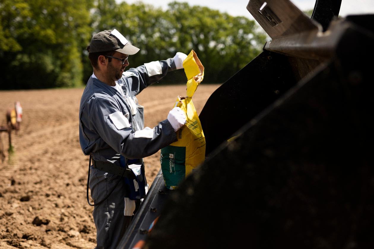 Jean-Baptiste Lefoulon, cultivateur et éleveur de vaches laitières, manipule des semences de maïs enrobées de fongicides, à Lingèvres (Calvados), en mai 2021.