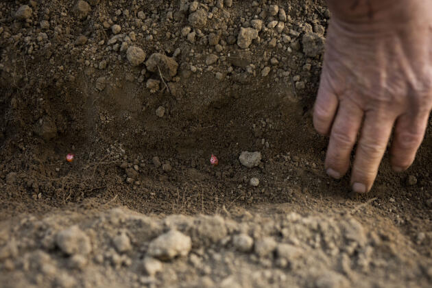 Didier Lefoulon points at the seeds lying in the ground. Lingèvres (Calvados), 28 May 2021.