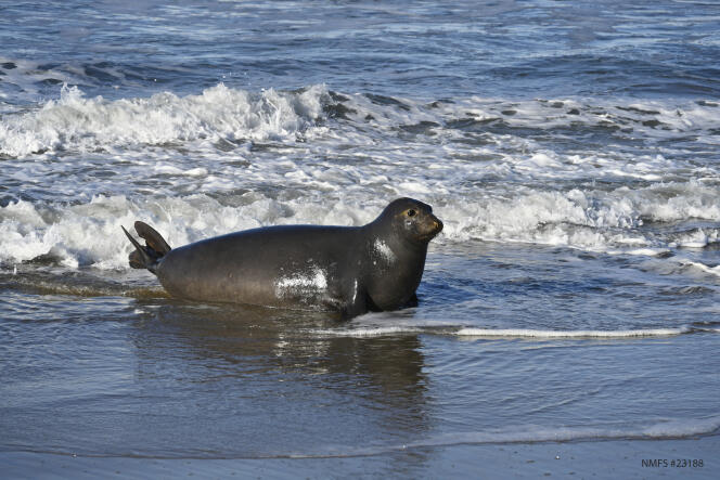 Une éléphante de mer revenue sur une plage de la réserve d’Año Nuevo (Californie), après un périple de plus de sept mois dans le Pacifique.