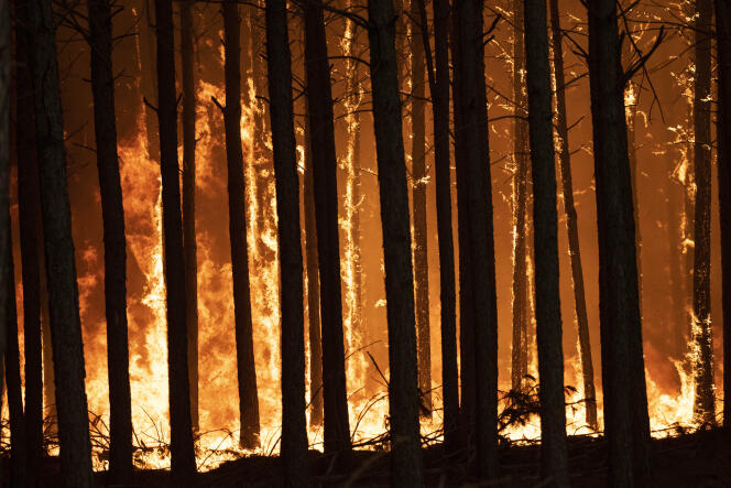 Les feux ravagent une forêt de pins, à Santo Tome, dans la région de Corrientes, en Argentine, le 20 février 2022.