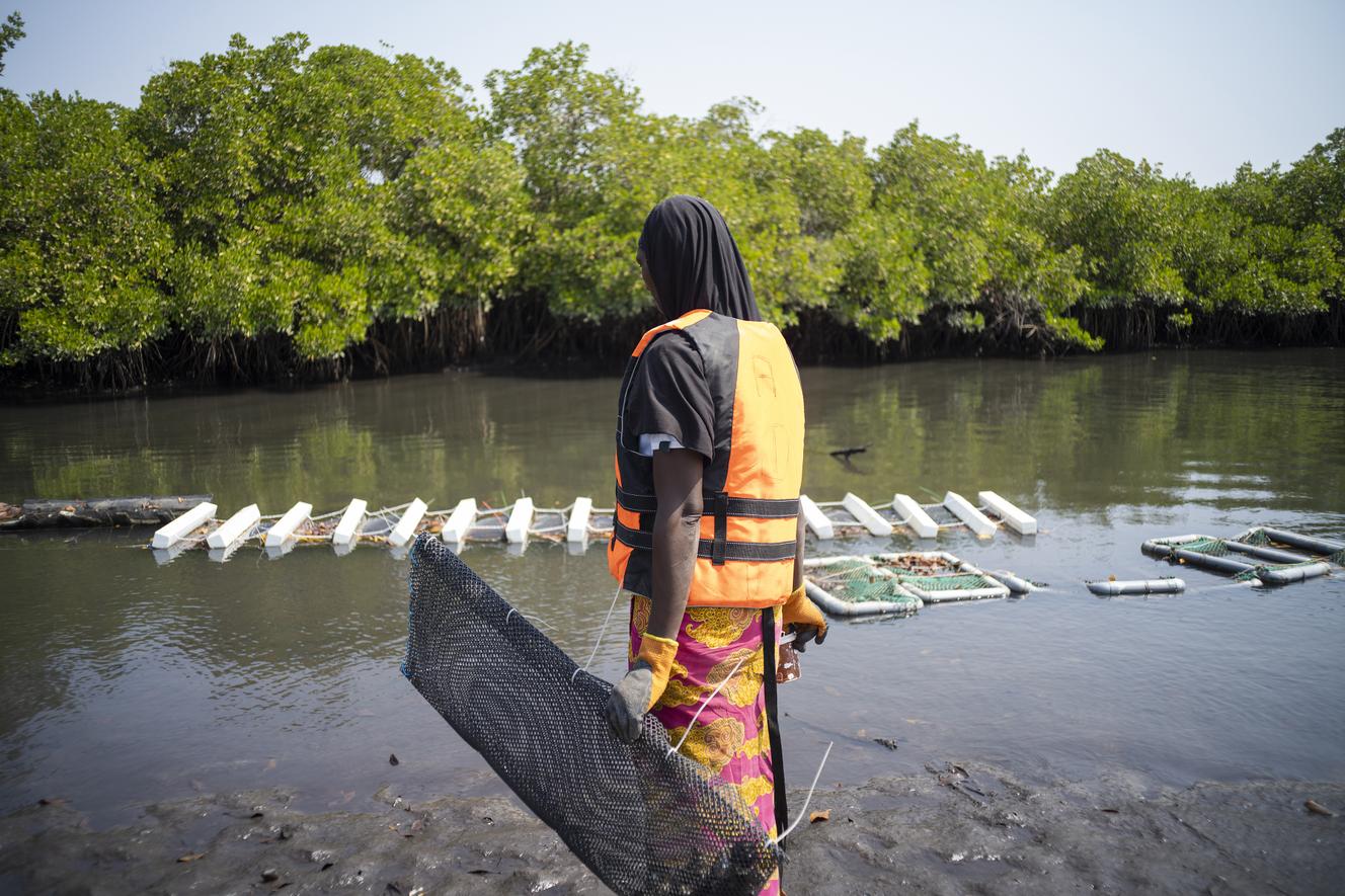 Une fois développés, les naissains sont cultivés dans des pochons souples, et plusieurs fois retournés, pour favoriser leur croissance. Dassilame Sérère, au Sénégal, en janvier 2022.