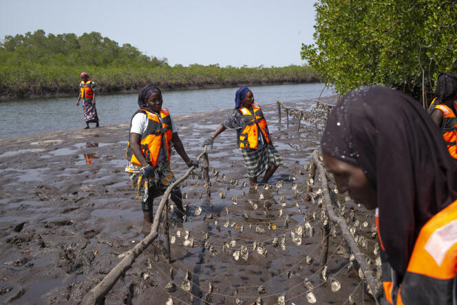 En janvier 2022 à Dassilame Sérère (Sénégal), où l’élevage d’huîtres en guirlandes permet de protéger la mangrove.