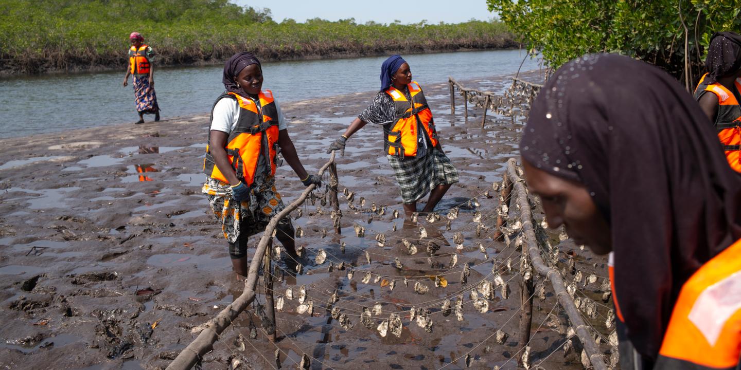 Fond De Parc à Huîtres Mots Croisés Au Sénégal, des huîtres et du miel pour sauver la mangrove