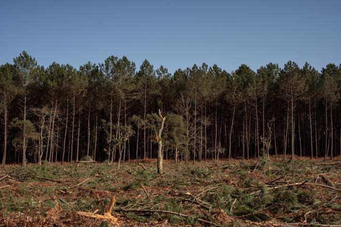 Coupe rase d’une parcelle dont les feuillus ont été conservés, à Léon (Landes), le 10 février 2022.