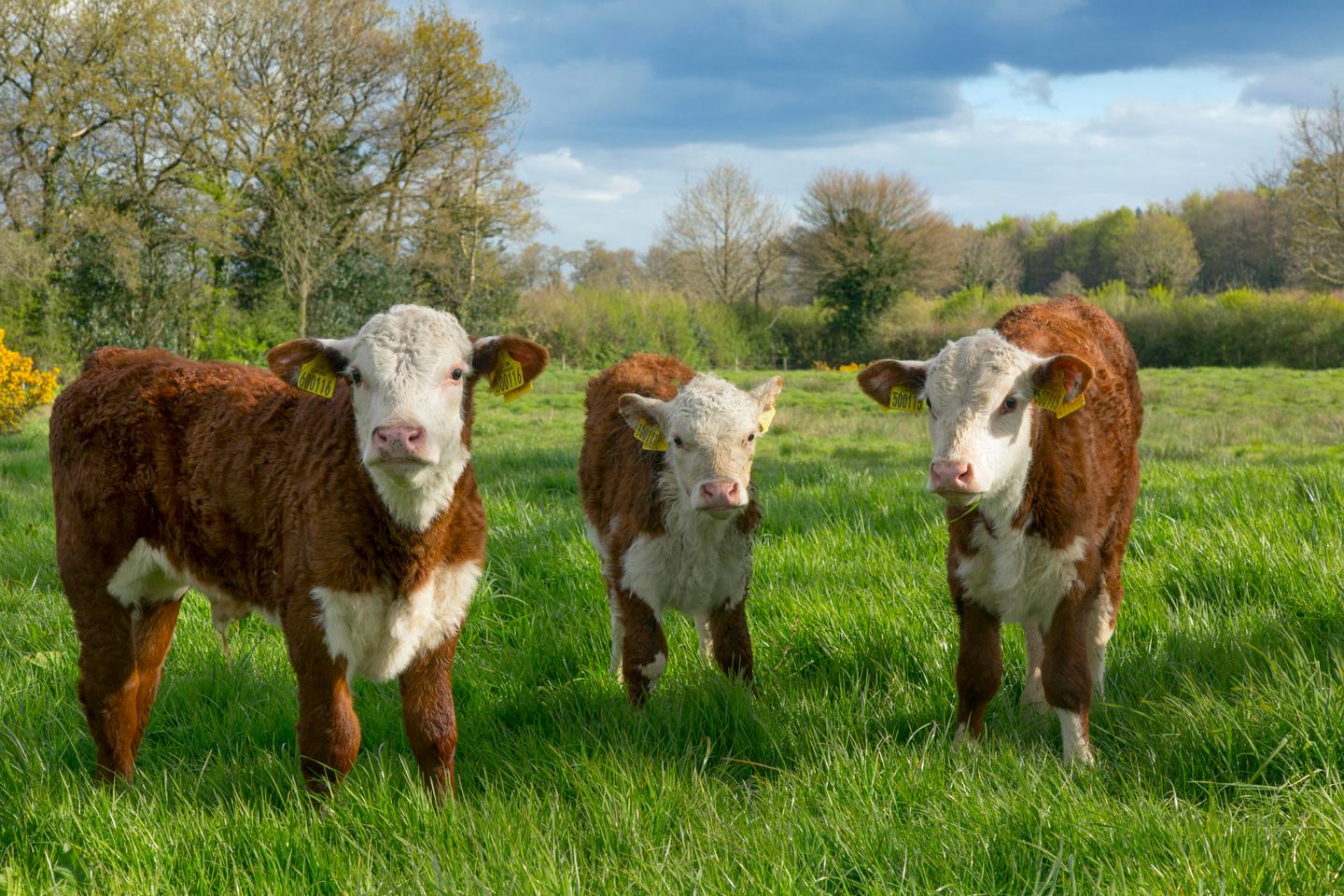 Agriculture « Une transition juste de l’élevage bovin passe par une