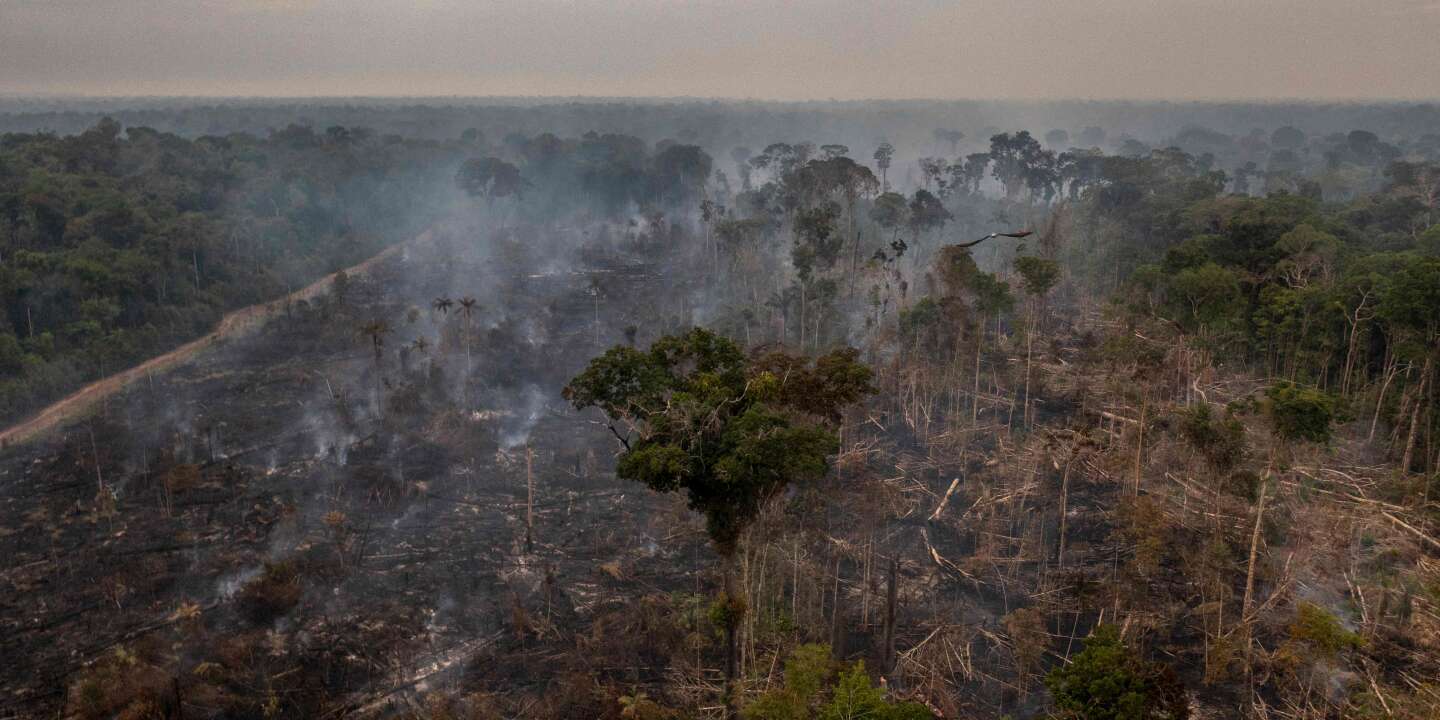 Die Regenerationsfähigkeit des Amazonas wird durch den Klimawandel untergraben