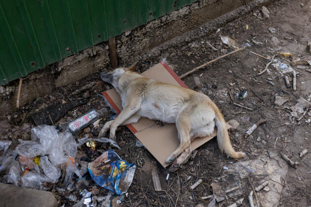 Un chien tué par une explosion le 13 mars 2022 à  Mykolaïv, en Ukraine.