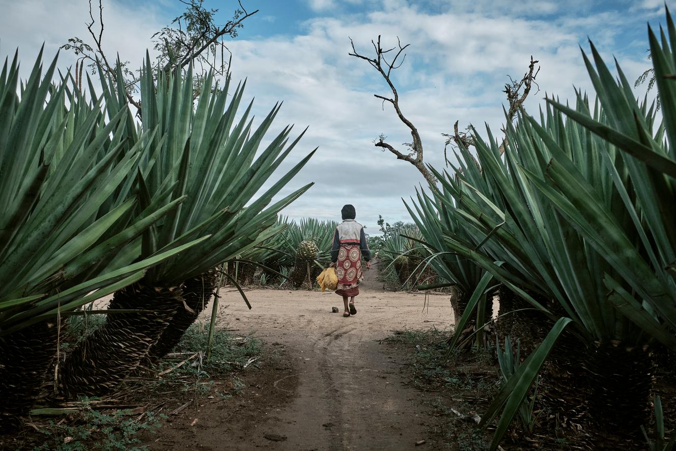 Une femme traverse un champ de sisal pour aller acheter des brèdes, à Amboasary, dans le sud de Madagascar, le 17 janvier 2022.