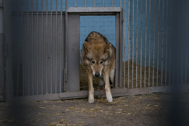 Un loup très âgé au zoo de Mykolaïv, le 12 mars 2022. Depuis le début de l’invasion russe, plusieurs missiles Smerch sont tombés dans l’enceinte du zoo, le plus grand d’Ukraine.