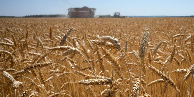 Un champ de blé à Karpenkovo, dans le sud-ouest de la Russie, en juillet 2020. 