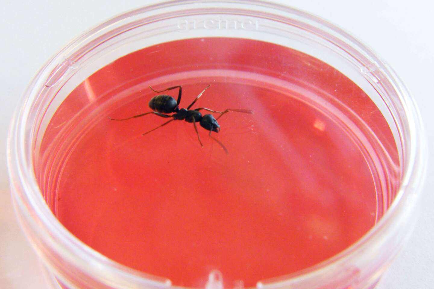 Des fourmis enrôlées dans la lutte contre le cancer