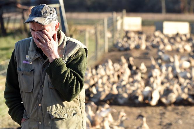   El criador Bernard Dupuy se para cerca de sus patos en la granja familiar en Bars, suroeste de Francia, el 5 de diciembre de 2017. 