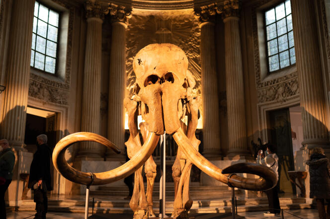 Squelette de mammouth laineux au Musée des Beaux-arts de Chartres.
