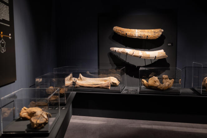 Les fossiles de mammouths de Saint-Prest sont datés entre 1 million d’années et 800 000 ans. Ici, au Musée des Beaux-arts de Chartres.