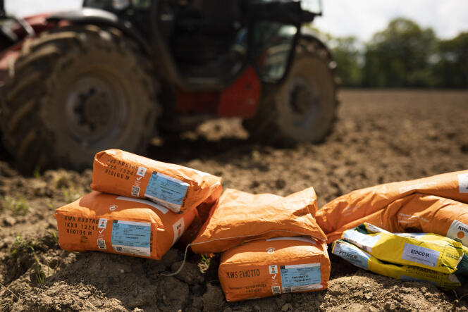Des sacs de semences de maïs enrobées de pesticides sur le point d'être semées par un agriculteur dans le Calvados, en mai 2021.