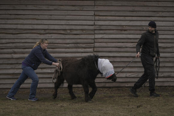 Des bénévoles emmènent un poney aux yeux bandés vers un camion dans le zoo fortement endommagé, alors qu'ils tentent d’évacuer les animaux survivants vers un lieu sûr dans le village d’Iasnohorodka, dans la banlieue de Kiev, mercredi 30 mars.