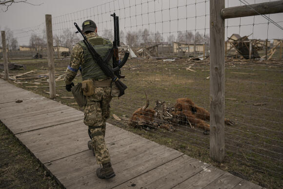 Un soldat ukrainien passe à côté d’un animal mort gisant sur le sol du zoo d’Iasnohorodka dans la banlieue de Kiev. Le zoo a été lourdement endommagé lors des combats entre les forces russes et ukrainiennes. Des volontaires tentent d’évacuer les animaux survivants vers un lieu sûr dans le village d’Iasnohorodka, le mercredi 30 mars. L’évacuation a été interrompue avant la fin car les tirs d’artillerie ont repris entre les forces russes et ukrainiennes dans la région.