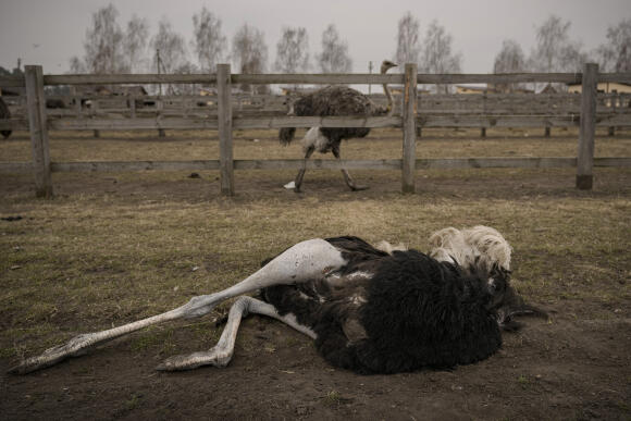 Une autruche tuée lors des combats entre les troupes russes et ukrainiennes gît sur le sol du zoo d’Iasnohorodka, dans la banlieue de Kiev, le 30 mars.