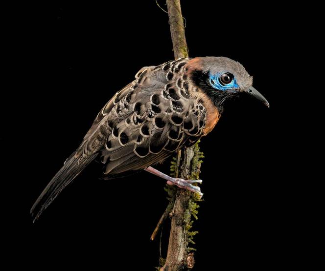 Le fourmilier ocellé, un hôte de la forêt tropicale du parc naturel de Soberania, au Panama, est une espèce en déclin.