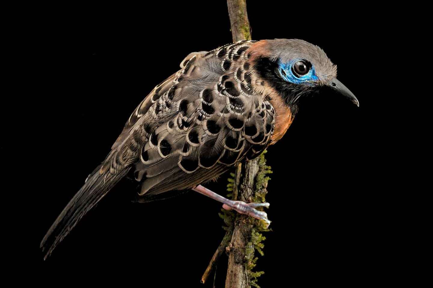 Masacre silenciosa entre las aves de una reserva en Panamá