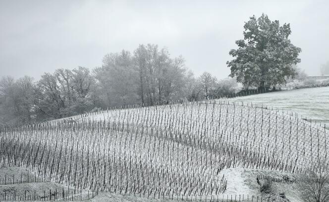 Le vignoble d’Irouleguy sous la neige, à Saint-Etienne-de-Baïgorry (Pyrénées-Atlantiques), le 1er avril 2022.