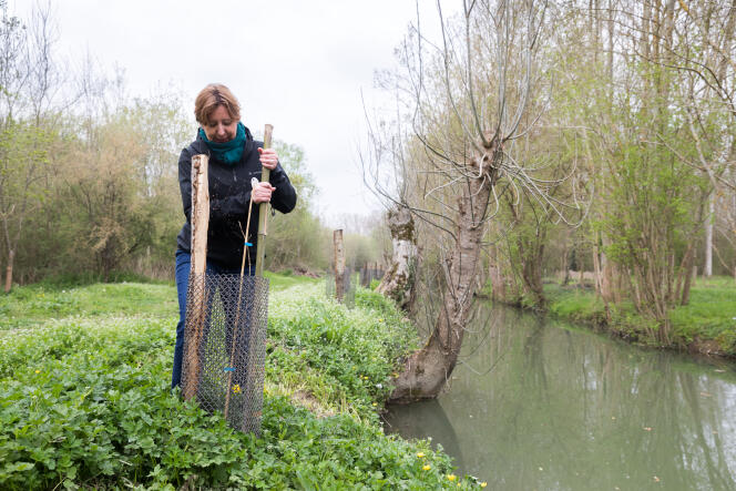 Sandrine Guiheneuf, technical director at the Marais Poitevin Regional Nature Park, puts a stake in place on an elm plant protected by an old oyster bag, March 30, 2022.