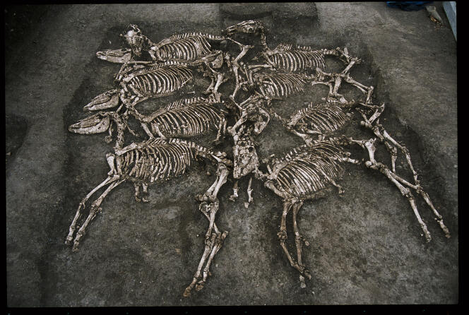 Ένας τάφος που χρονολογείται από τον 1ο αιώνα π.Χ., στον οποίο βρέθηκαν σκελετοί οκτώ αλόγων και οκτώ ανδρών, ανασκάφηκε τον Φεβρουάριο του 2002 στους πρόποδες της γόνδολας Oppidom στην πόλη Cinder (Auvergne).  Σε αυτή τη φωτογραφία, τα λείψανα των αναβατών έχουν ήδη αφαιρεθεί.