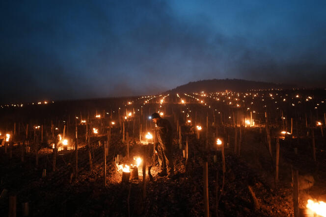 Un viticultor revisa las velas antihielo que protegen los cogollos, en un viñedo en Chablis, Borgoña, el lunes 4 de abril de 2022. 