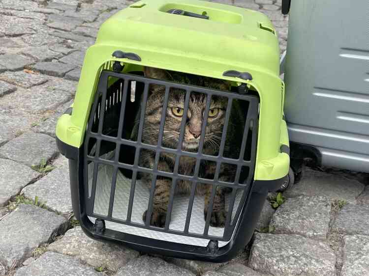 Plenty of cat and dog cages are provided for those arriving from Ukraine to continue their journey. 