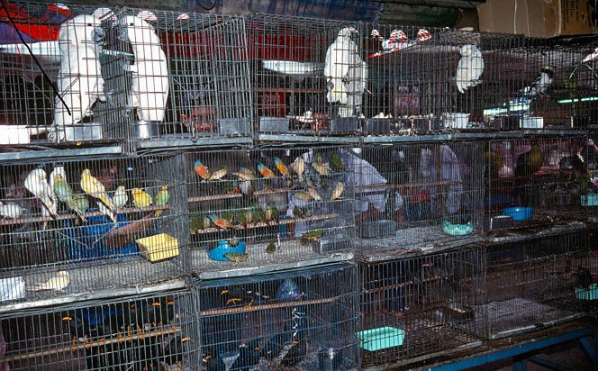 A bird market in Bangkok, in an undated photo.