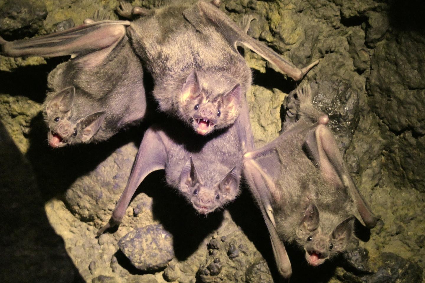 Zoology: Bats, loyal friends