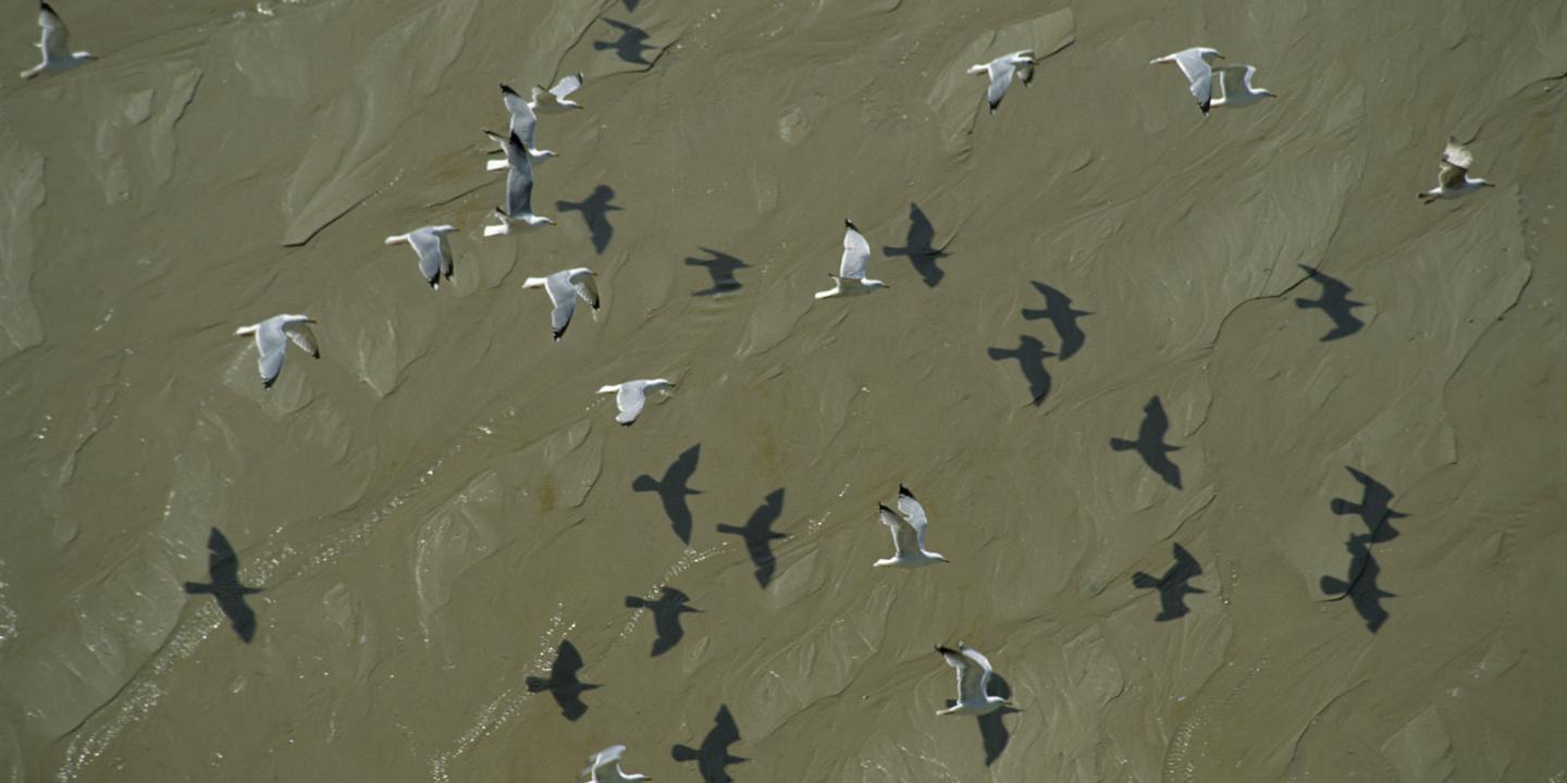 cinq-sites-naturels-en-france-pour-observer-la-migration-des-oiseaux