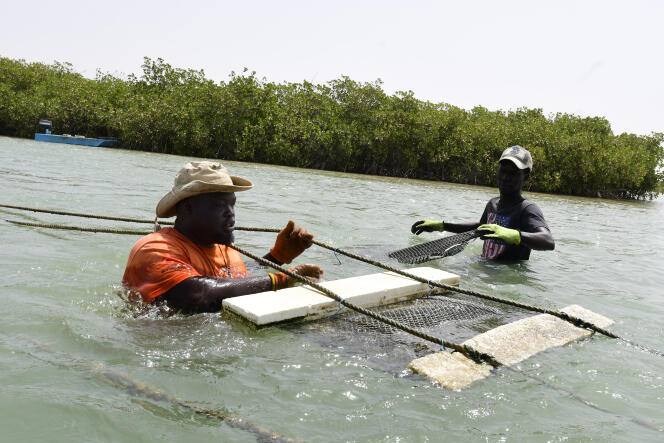 Exploitation à La Somone, dans le sud du Sénégal, qui développe une ostréiculture de parc à huîtres, en mars 2022.