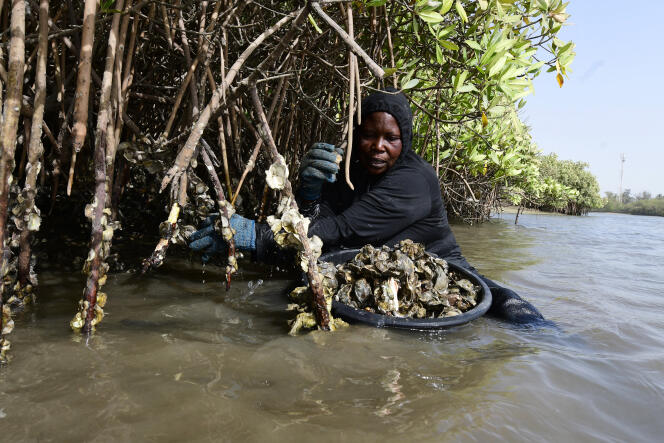 Récolte d’huîtres en mars 2022 sur les racines de palétuviers, dans la mangrove de l’Aire marine protégée de Joal-Fadiouth, située à une centaine de kilomètres au sud de Dakar.