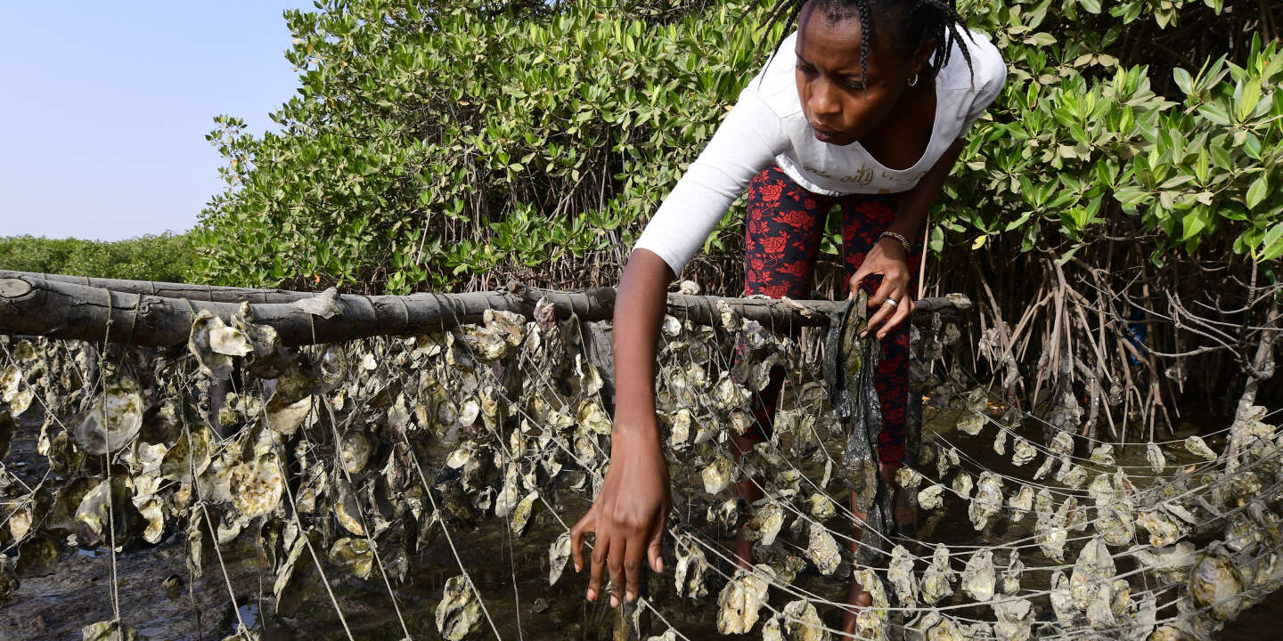Mangrovenauster, eine im Senegal gezüchtete Perle