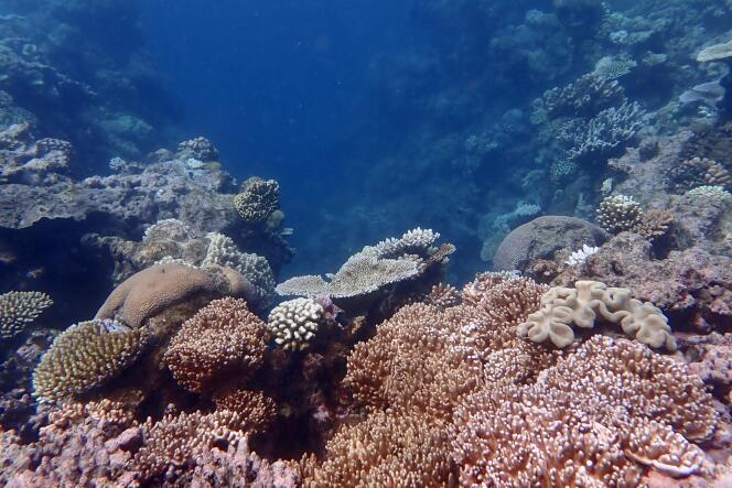 Ecosistema coralino saludable, Gran Barrera de Coral, Australia, 22 de marzo de 2022.