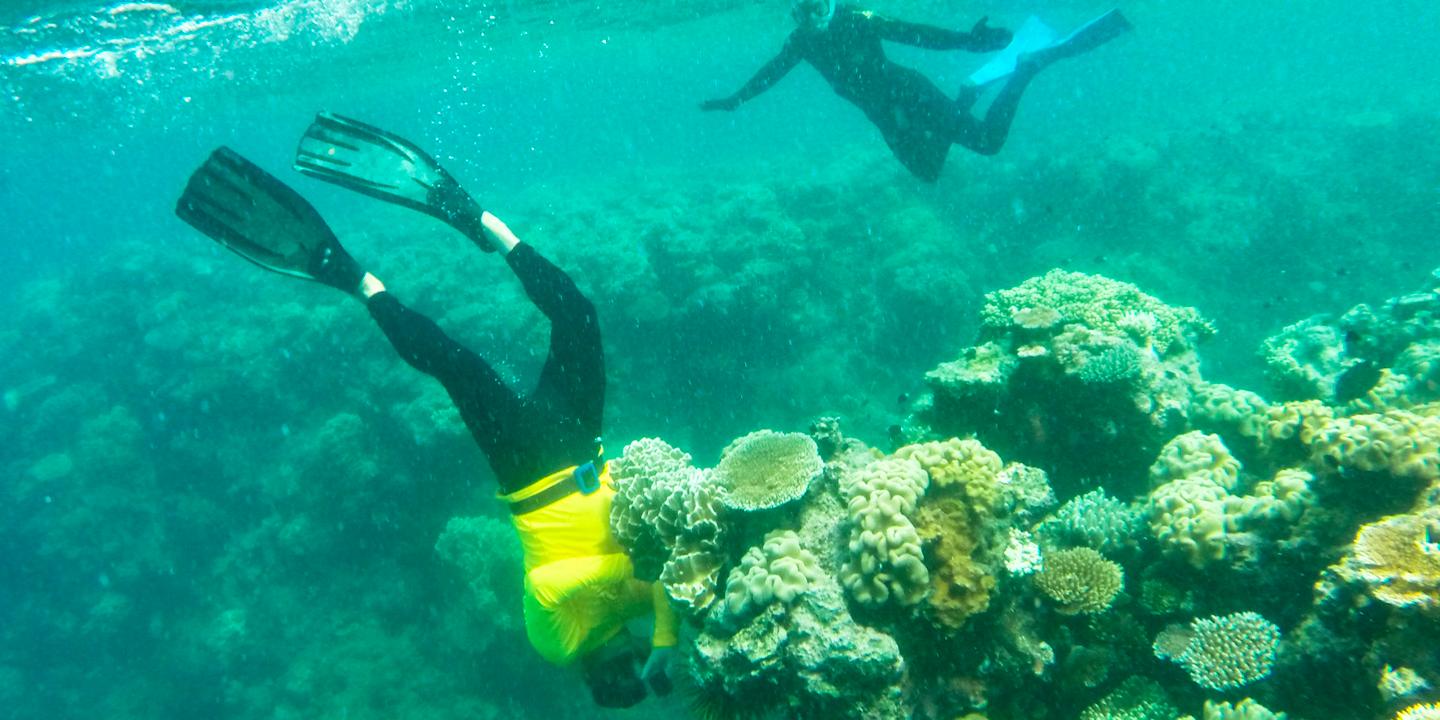 Australians in race against time to save the Great Barrier Reef