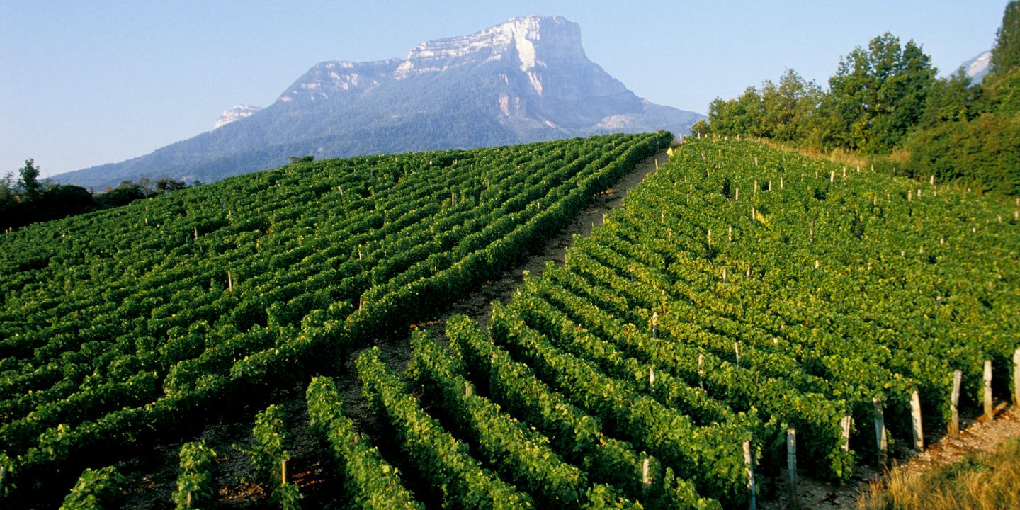 Great rebound for Savoy wines Altus Intel