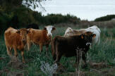 Les vaches introuvables de Jean-Dominique Rossi, ex-directeur de la chambre d’agriculture de Corse-du-Sud