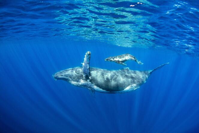Humpback whale and her calf in the Indian Ocean.