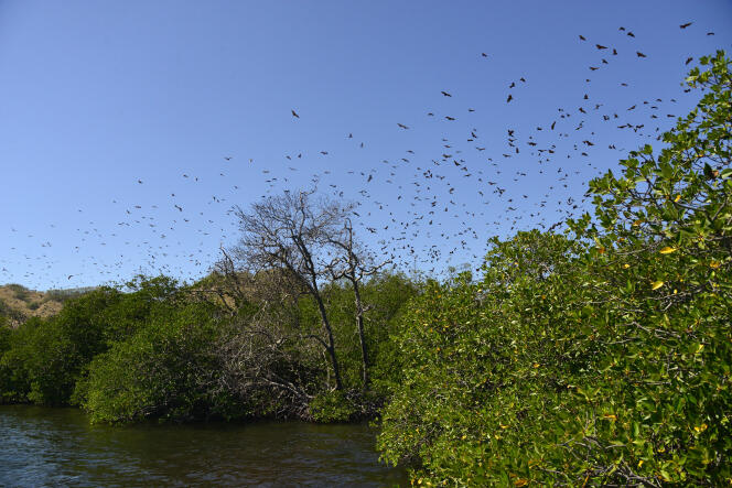 Bats in the archipelago of the Sunda Islands (Nusa Tenggara), Indonesia.