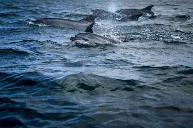Delfines fotografiados el 7 de agosto de 2021 frente a la costa de Lisboa, Portugal. 