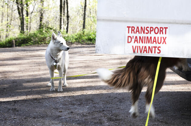 Los perros salen de su jaula de transporte, listos para dar un paseo, en Ville-d'Avray (Yvelines), el 15 de abril de 2022.